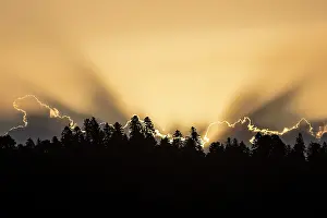 Mystery: Lights on the forest at sunset in summer, around