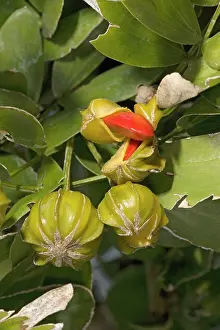 Sanctum: Lignum-vitae / Holy wood - produces one of the