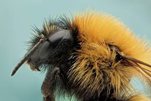 Bumble: Like their relatives the honey bees, bumble bees