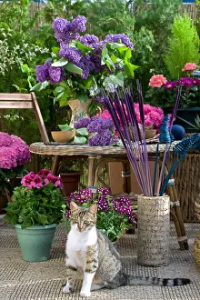 Tables: Lilac bouquet and cat on a flowered garden terrace