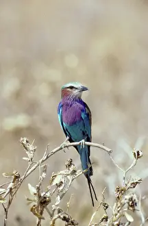 Rollers: Lilac-breasted Roller