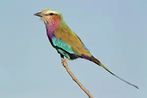 Rollers: Lilac-breasted Roller