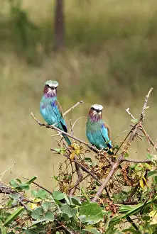 Rollers: Lilac-breasted Roller
