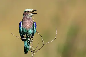 Rollers: Lilac-breasted Roller