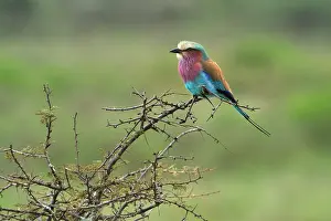 Rollers: Lilac-Breasted Roller
