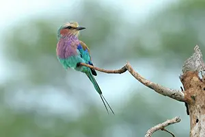 Krger: Lilac-breasted Roller