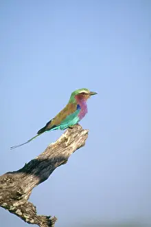 Rollers: Lilac-breasted Roller