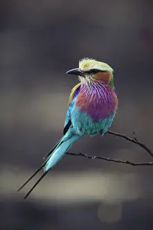 Themes: Lilac-Breasted Roller
