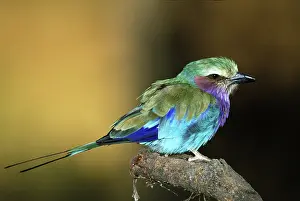 Caudata: Lilac-Breasted Roller