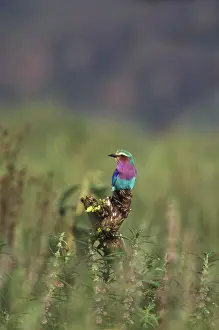 Caudata: Lilac-breasted Roller