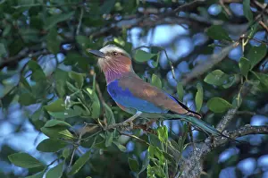 Caudata: Lilac-breasted Roller