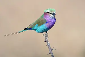 Caudata: Lilac-breasted Roller