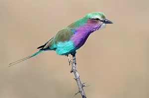 Caudata: Lilac-breasted Roller