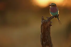 Coracias: Lilac-breasted Roller