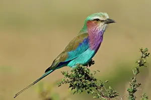 Caudata: Lilac-breasted Roller