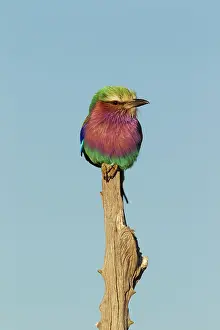Basking: Lilac-breasted Roller