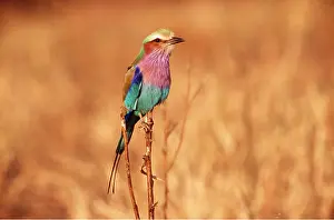 Breasted: Lilac-breasted ROLLER