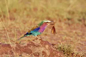 Rollers: Lilac-breasted Roller Bird - locust in beak