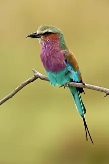Coracius: Lilac breasted Roller, Coracias caudata