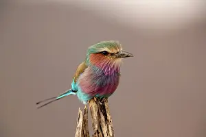 Caudata: Lilac breasted Roller, Coracias caudata