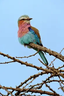 Caudata: Lilac breasted Roller, Coracias caudata