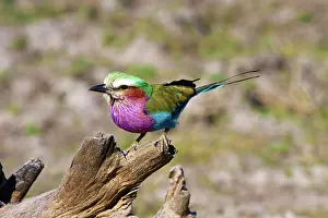Breast: Lilac Breasted Roller (Coracias caudata)
