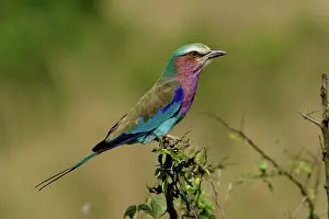 Caudata: Lilac breasted Roller, Coracias caudata