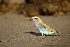 Caudata: Lilac-breasted Roller (Coracias caudata), adult