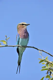 Caudata: Lilac-breasted Roller (Coracias caudata) on a branch