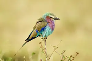 Coraciiforme: Lilac-breasted Roller (Coracias caudata) calling
