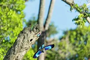Coraciiforme: Lilac-breasted Roller (Coracias caudata) calling