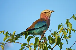 Nxai: Lilac-breasted Roller (Coracias caudatus)