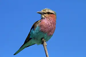 Caudatus: Lilac-breasted Roller (Coracias caudatus)