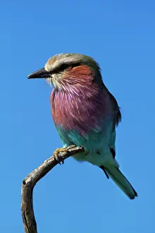 Caudatus: Lilac-breasted Roller (Coracias caudatus)