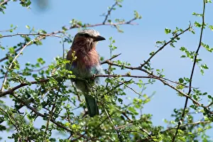 Roller: A lilac-breasted roller, Coracias caudatus, on a