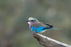 Conservancy: Lilac-breasted roller, Coracias caudatus, Lewa Wildlife