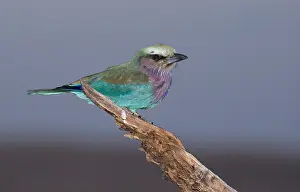 Conservancy: Lilac-breasted roller, Coracias caudatus, Lewa Wildlife