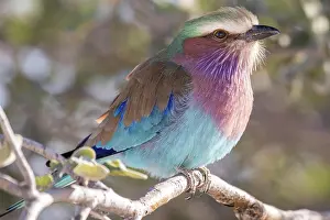 Kunene: Lilac-breasted roller (Coracias caudatus), Etosha