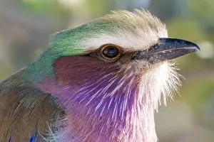 Kunene: Lilac-breasted roller (Coracias caudatus), Etosha