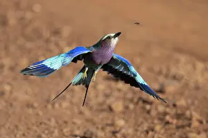 Tanzania: Lilac-breasted roller (Coracias caudatus) Sereng