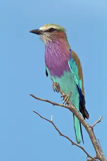 Roller: Lilac-breasted roller (Coracias caudatus) sits on