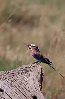 Rollers: Lilac-Breasted Roller Eating Insect