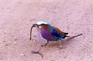 Rollers: Lilac-breasted Roller - eating snake