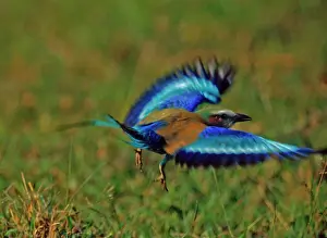 Rollers: Lilac-breasted ROLLER - in flight