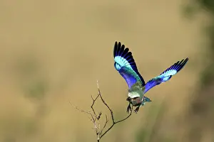 Rollers: Lilac-breasted Roller - in flight