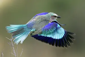 Rollers: Lilac-breasted Roller - in flight