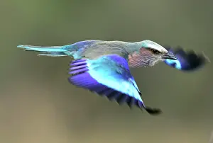 Rollers: Lilac-breasted Roller - in flight
