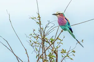 Gonarezhou: Lilac-breasted roller in Kruger National park