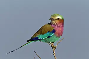 Roller: Lilac-breasted Roller, Maasai Mara, Kenya