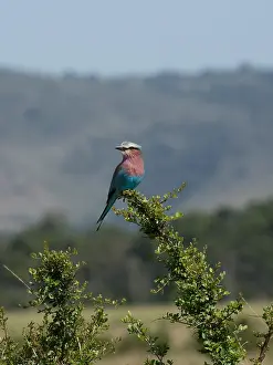 Roller: One Lilac-breasted roller, Masai Mara, Kenya